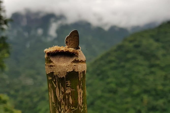 Guwahati Tea Garden tour @ Amchong - Who should book this Amchong tea garden tour, and who may want something else