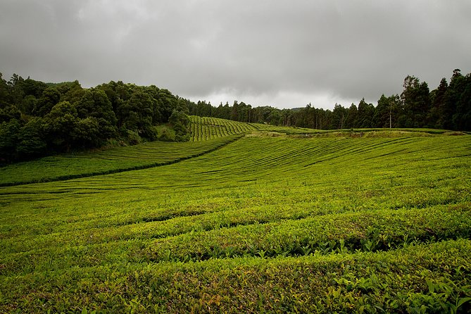 Half day Gorreana - Pedestrian Walk and Tea Tasting (Min. 2 persons) - Gorreana Tea Walk at a Glance