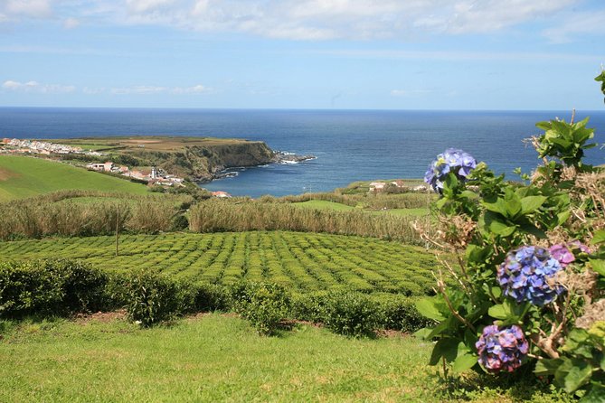 Half day Gorreana - Pedestrian Walk and Tea Tasting (Min. 2 persons) - Tea Tasting and Biscuits: What You’ll Actually Be Served