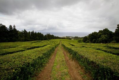 Half day Gorreana - Pedestrian Walk and Tea Tasting (Min. 2 persons) - The Guides Matter: Miguel, André, Manuel, and Vasco