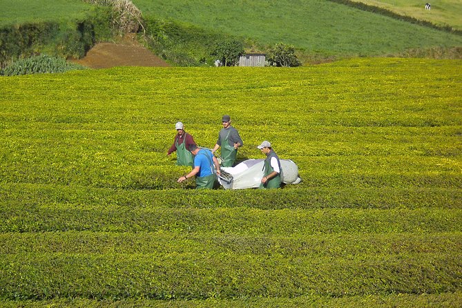 Half day Gorreana - Pedestrian Walk and Tea Tasting (Min. 2 persons) - Who This Walk Is Best For (and Who Should Skip It)