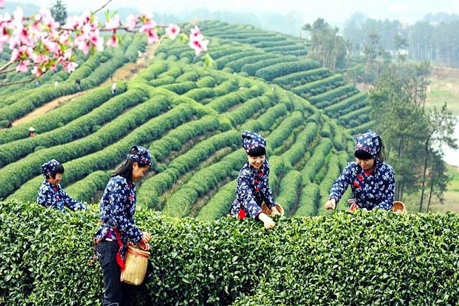 Half-Day Hangzhou Private Tour with Green Tea Village and Lingyin Temple - Dragon Well (Longjing) green tea fields: the calm break