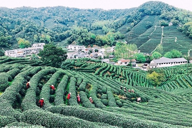 Half-Day Hangzhou Private Tour with Green Tea Village and Lingyin Temple - Who should book this half-day Hangzhou plan