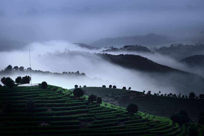 Half-day Tour: Largest Tea Plantation & Amazing Xianggong Hill - Tea picking at Seven Fairies Peak: what this stop is really like