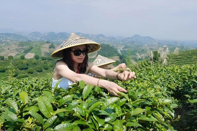 Half-day Tour: Largest Tea Plantation & Amazing Xianggong Hill - Should you book the Largest Tea Plantation and Xianggong Hill tour?