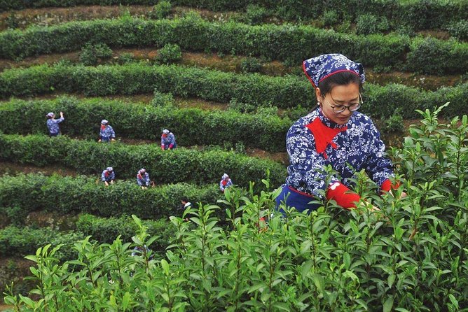 Hangzhou West Lake and Tea Plantation Half Day Tour - West Lake By Boat: Pagodas, Bridges, and Myth in Motion