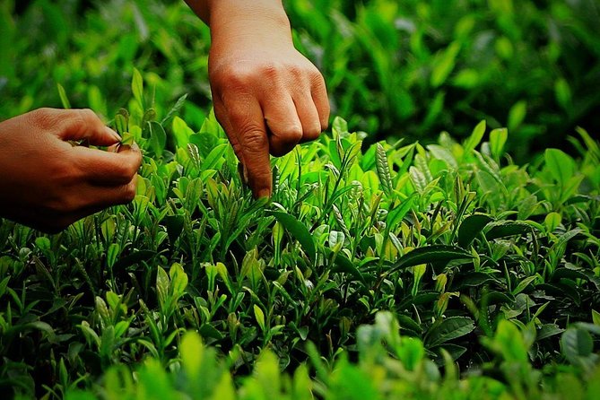 Hangzhou West Lake and Tea Plantation Half Day Tour - Price and Value: Is $169.54 Worth It?