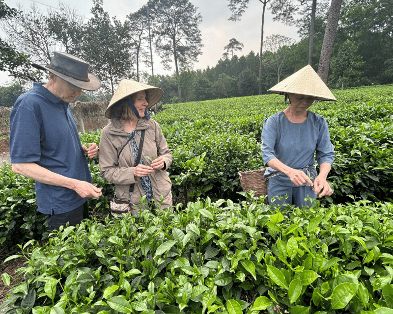 Hanoi Eco Tour: Ba Vi National Park Wonders & Tea Plantation - Tea Picking and Production With Mr. Duoc