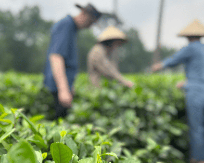 Hanoi Eco Tour: Ba Vi National Park Wonders & Tea Plantation - Hotel Pickup and Private Ride: Comfort Matters on a Walking Day