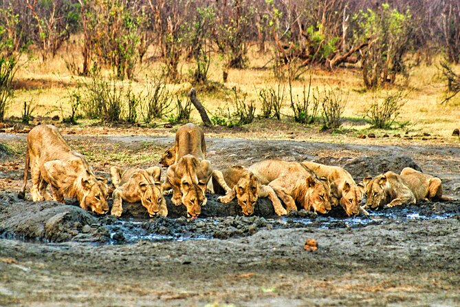 High Tea in the Savannah, Catering by Victoria Falls Hotel - Why the late-day timing works (and how to use it)