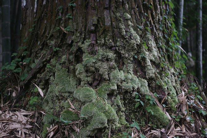 Home Experience: Tea Ceremony & Moss Garden Walk(Day trip) - The shared lunch: cooking together beats a restaurant stop