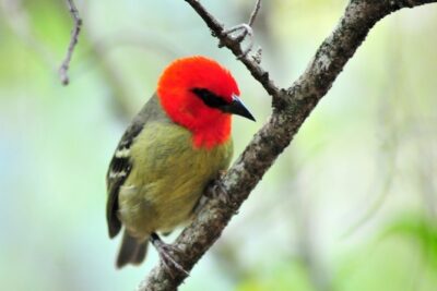Ile aux Aigrettes - Tea Route - Gris Gris Private Guided Tour (Min. 2 persons) - Ile aux Aigrettes: Endemic Wildlife Plus a Short Islet Transfer