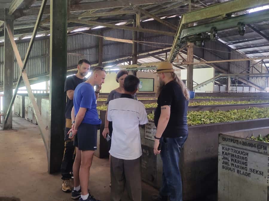 Jakarta :Volcano, HotSpring, Tea Factory, RiceField, &Coffee - Kopi Luwak Cikole: how specialty coffee is made