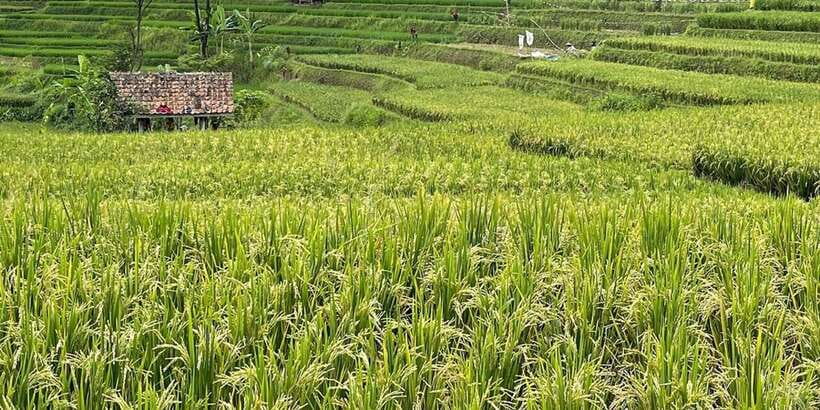 Jakarta: Volcano, Tea/Rice Fields, Hot Spring, Local Food - The “value” part: why this costs about $114 and still feels fair