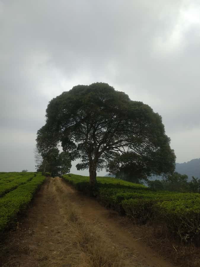 Jakarta: Waterfalls, Volcano, White Crater, Tea, Hot Spring - Who this day trip suits best (and who should rethink it)