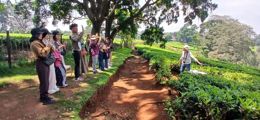 Kaimbethu tea farm tour and lunch package - Who This Tour Suits Best