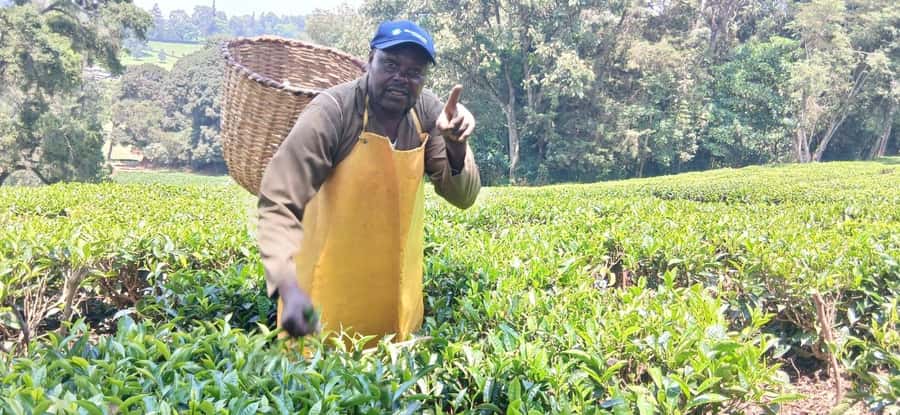Kaimbethu tea farm tour and lunch package - Tea Tasting: Where the Lessons Click