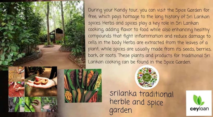 Kandy: City Tour with Temple of the Tooth & Tea Garden - Wildlife and natural park time: what that usually means here