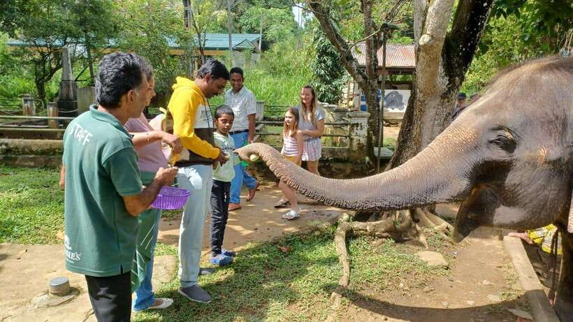 Kandy & Pinnawala & Tea Factory Full Day Tour From Negombo - Pinnawala Millennium Elephant Foundation: The Day’s Most Emotional Stop