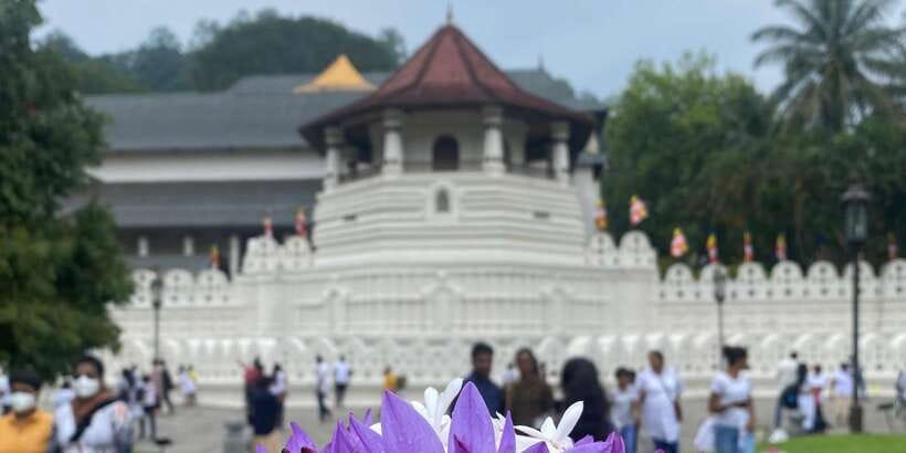 Kandy privet day tour with pinnawala and Tea plantation - How the private Kandy day tour actually runs