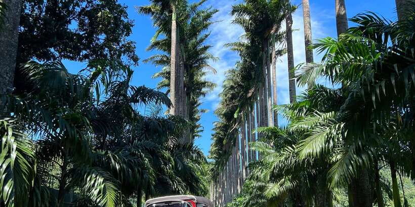 Kandy privet day tour with pinnawala and Tea plantation - New Giragama Tea factory: what to look for beyond the souvenir shop