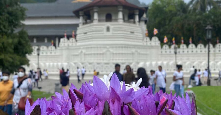 Kandy privet day tour with pinnawala and Tea plantation - Price and value: what $47 covers (and what it doesn’t)