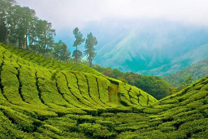 Kandy to Nuwara Eliya Day Trip – Little England & Tea Country - Kandy to Nuwara Eliya: the value of a driver-made day