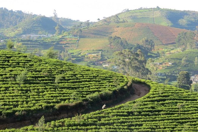 Kandy to Nuwara Eliya Day Trip – Little England & Tea Country - Ramboda Waterfall: the walk is the point (and shoes matter)