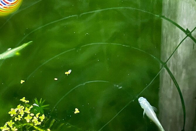 Kimono Dressing & Tea Ceremony Experience at a Beautiful Garden - The garden stroll at Mihama: seasonal flowers, a pond-side mood, and photo time