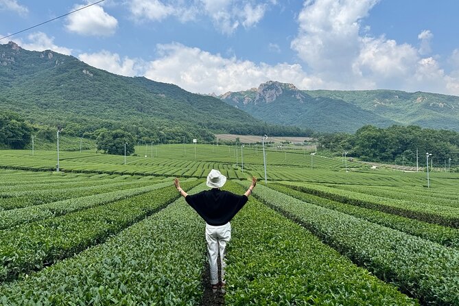 Korean Green Tea Tour - from Boseong to Gangjin (Private) - Boseong and Gangjin: why this tea route feels different