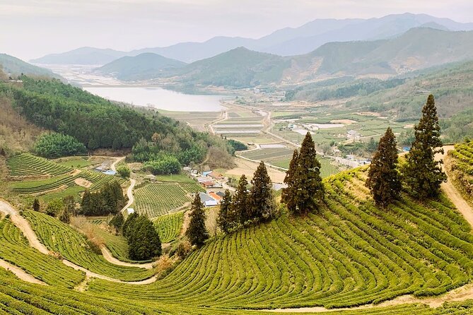Korean Green Tea Tour - from Boseong to Gangjin (Private) - Daehan Dawon in Boseong: tea farms with a why behind the view