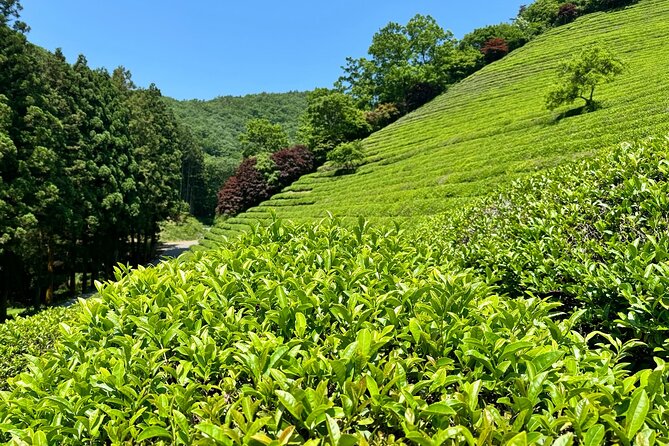 Korean Green Tea Tour - from Boseong to Gangjin (Private) - Baegundong Hermitage Garden: Joseon-era calm