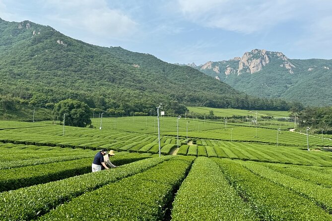 Korean Green Tea Tour - from Boseong to Gangjin (Private) - Seongjeon-myeon and the Baegun Tea brand legacy