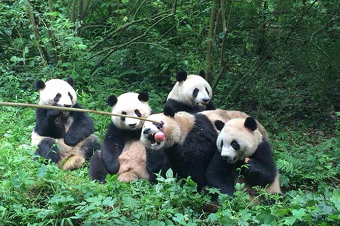 Leshan Buddha + Panda Base or Old Tea House Private Day Tour - Leshan Giant Buddha: boat trip, walking tour, or both