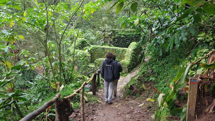 Lomba de São Pedro: Waterfall Hiking Tour with Tea Tasting - Why this Lomba de São Pedro hike feels like a nature sampler