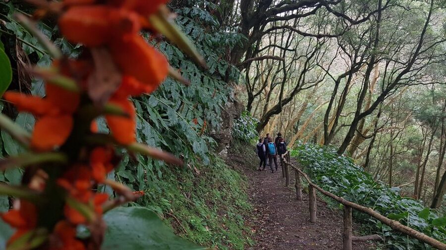 Lomba de São Pedro: Waterfall Hiking Tour with Tea Tasting - Descending with hydrangeas: Cascata do Homem and the first views