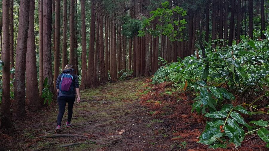 Lomba de São Pedro: Waterfall Hiking Tour with Tea Tasting - Getting to the trail: pick-up from Ponta Delgada and van time