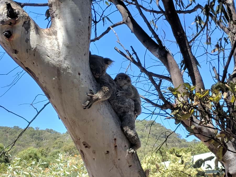Magnetic Island: Guided Bus Tour with Morning Tea - Butterfly Forest Walk in season (June to September)