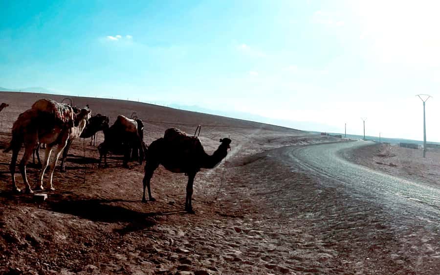 Marrakech: Agafay Desert Quad Bike Tour with Moroccan Tea - Quad Reality Check: What You’re Actually Doing Out There