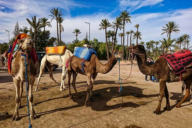 Marrakech Palm Grove Camel Ride with Tea-Break - The Tea-Break Stop: What You’ll Actually Be Doing