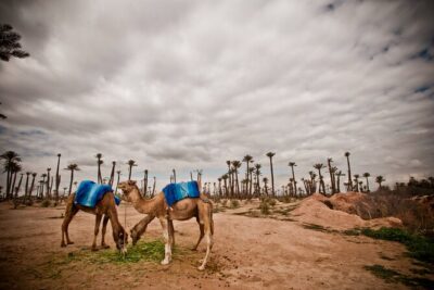 Marrakech Palm Grove Camel Ride with Tea-Break - What the Palm Grove Ride Feels Like (Palmeraie + Atlas Views)