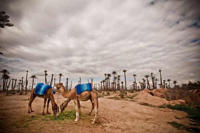 Marrakech Palm Grove Camel Ride with Tea-Break - What the Palm Grove Ride Feels Like (Palmeraie + Atlas Views)