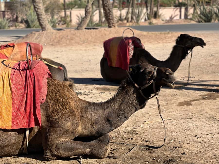 Marrakech: Quad Bike excursion at the sunset with Tea Break - Quick Take: What You Should Know First