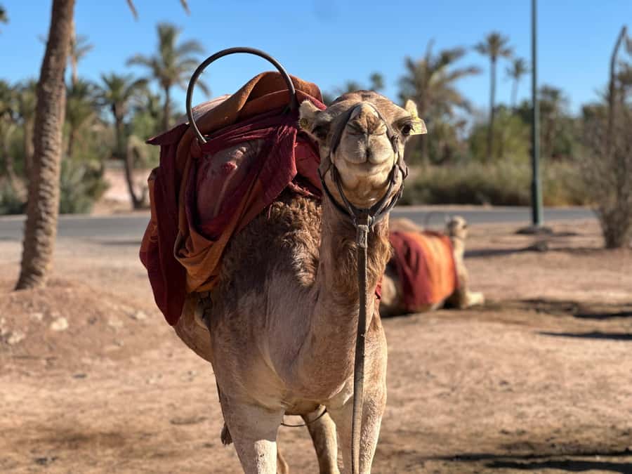 Marrakech: Quad Bike excursion at the sunset with Tea Break - What the Ride Feels Like Through Palms, Sand, and Dusk Light