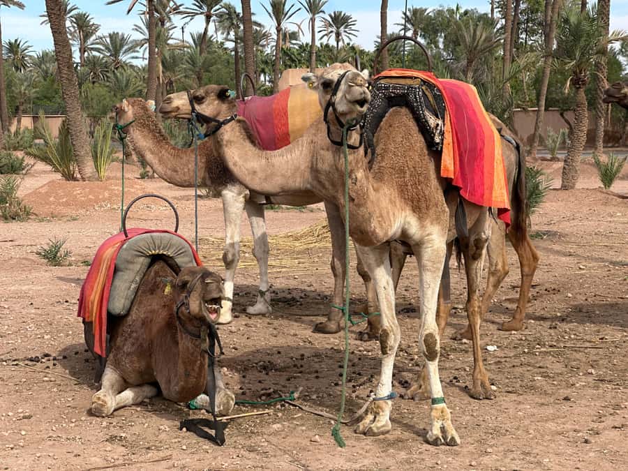 Marrakech: Quad Bike excursion at the sunset with Tea Break - Price and Value: Is $18 a Fair Deal?