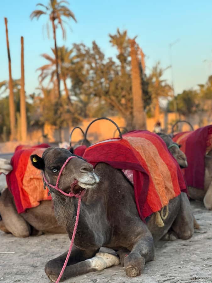 Marrakech:quad excursion at Jbilet desert with Moroccan tea - Palm grove trails on a quad bike: the fun starts fast