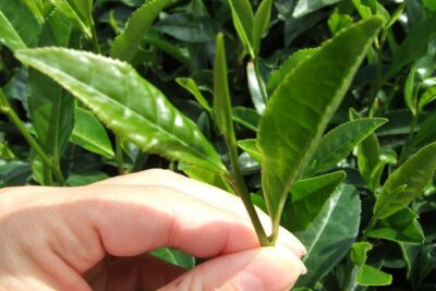 Matcha Green Tea Plantation and Matcha Factory Visit - Why Uji Is the Matcha Stop Worth Blocking Time For