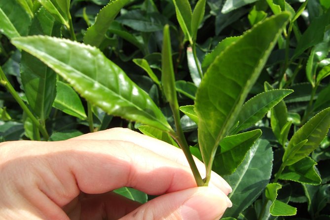 Matcha Green Tea Plantation and Matcha Factory Visit - Why Uji Is the Matcha Stop Worth Blocking Time For