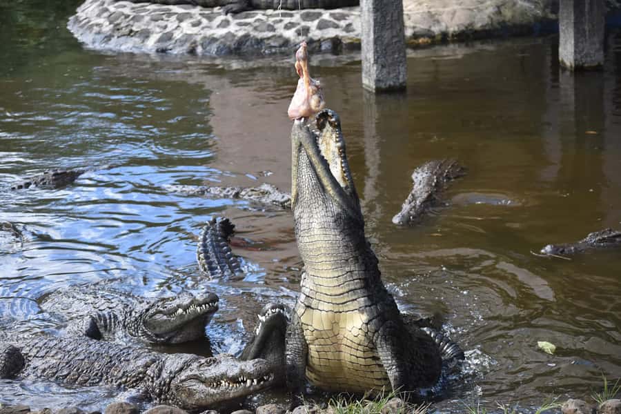Mauritius: Crocodile Park and Tea Factory Tour with Tasting - Key highlights to look for