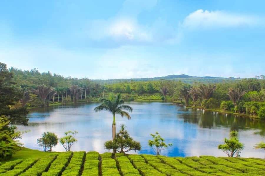 Mauritius: Crocodile Park and Tea Factory Tour with Tasting - Museum time and plantation stories (plus those south-island views)
